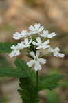 Rose verbena